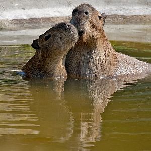 Capybara