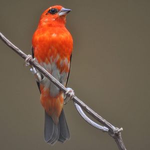 Madagascar Fody - Foudia madagascariensis