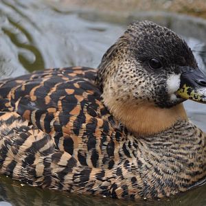 White Backed Duck - Thalassornis leuconotus