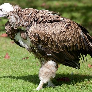 Vulture