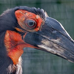 Southern Ground Hornbill