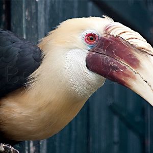 Blyths Hornbill