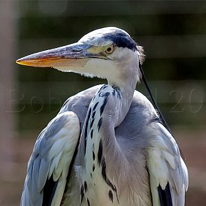 Heron