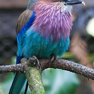 Lilac Breasted Roller