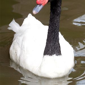 Black-Necked Swan