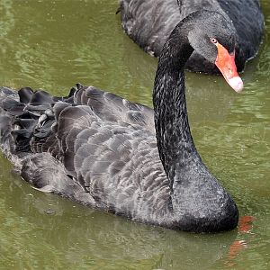 Black Swan