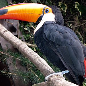 Toucan