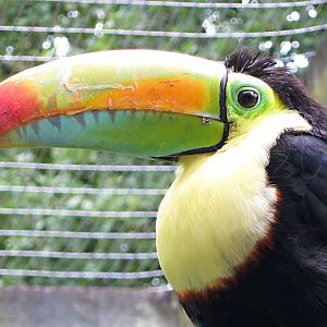 Keel-Billed Toucan (Rainbow Billed Toucan)