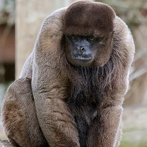 Woolly Monkey