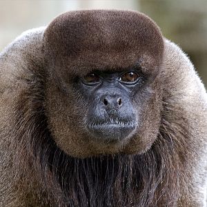 Woolly Monkey