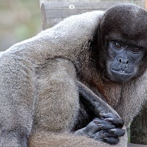Woolly Monkey