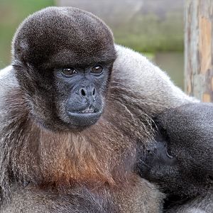 Woolly Monkey