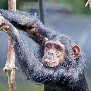 Chimpanzee
