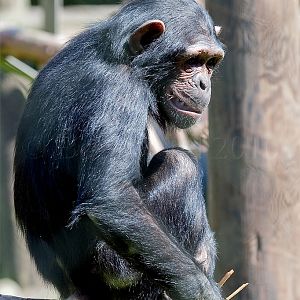 Chimpanzee