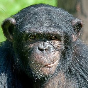 Chimpanzee