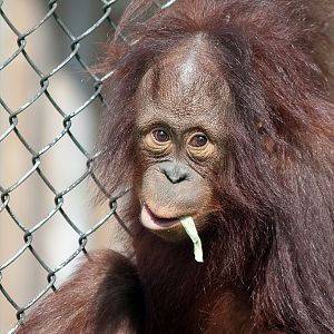 Orang-Utan