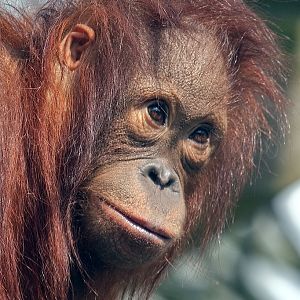 Orang-Utan