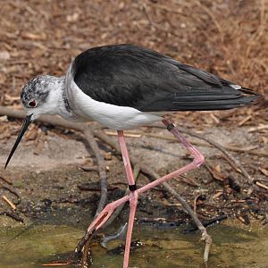 Black Winged Stilt