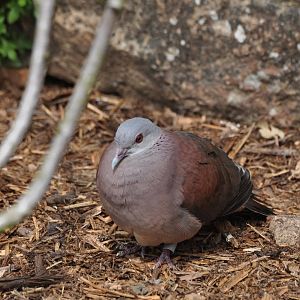 Madagascan Turtle Dove