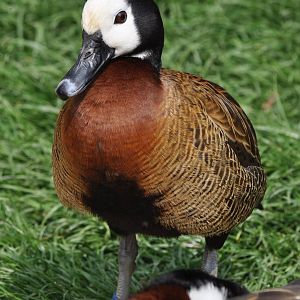 White Faced Whistling Duck