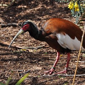 Madagascan Crested Ibis