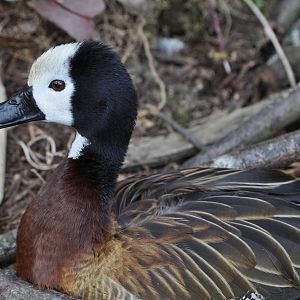 White Faced Whistling Duck