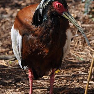 Madagascan Crested Ibis