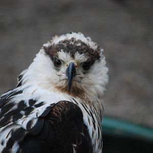 AFRICAN FISH EAGLE 11