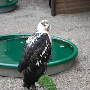 AFRICAN FISH EAGLE 9