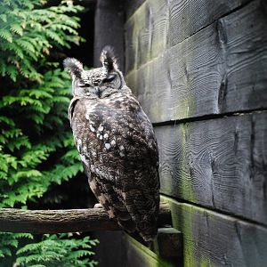 AFRICAN SPOTTED EAGLE 7