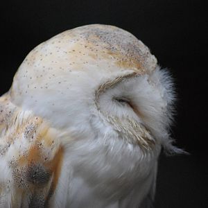 BARN OWL 10