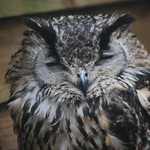 BENGAL EAGLE OWL 7
