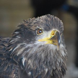 BALD EAGLE