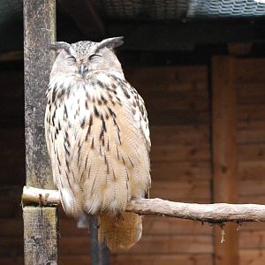 EASTERN EAGLE OWL 14