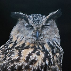 EASTERN EAGLE OWL 2