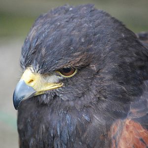 HARRIS HAWK 27