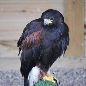 HARRIS HAWK 7