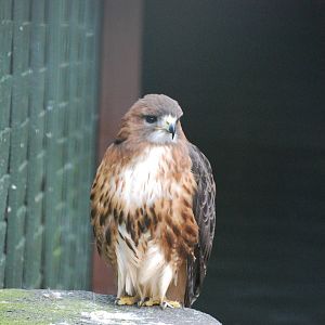 RED TAILED HAWK 19