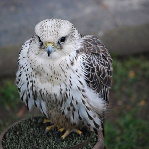 SAKER FALCON 1
