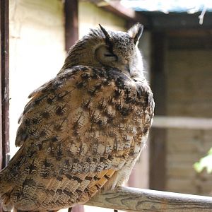 TURKMENIAN EAGLE OWL 8