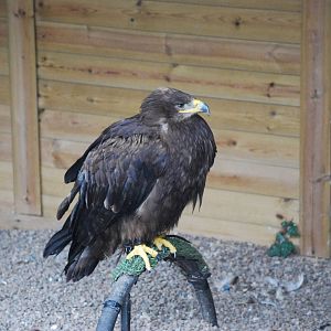 Golden Eagle