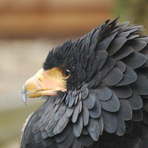 BATELEUR EAGLE