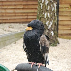 BATELEUR EAGLE