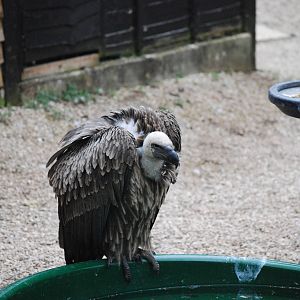 WHITE BACKED VULTURE