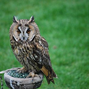 LONG EARED OWL
