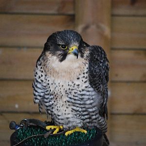 Peregrine Juvenile