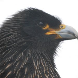 Straited Caracara
