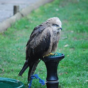BLACK KITE