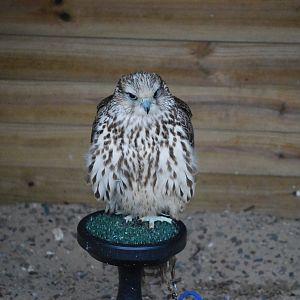 GYRFALCON