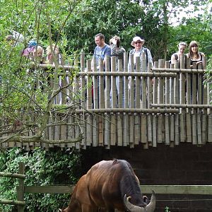 Congo Buffalo viewing
